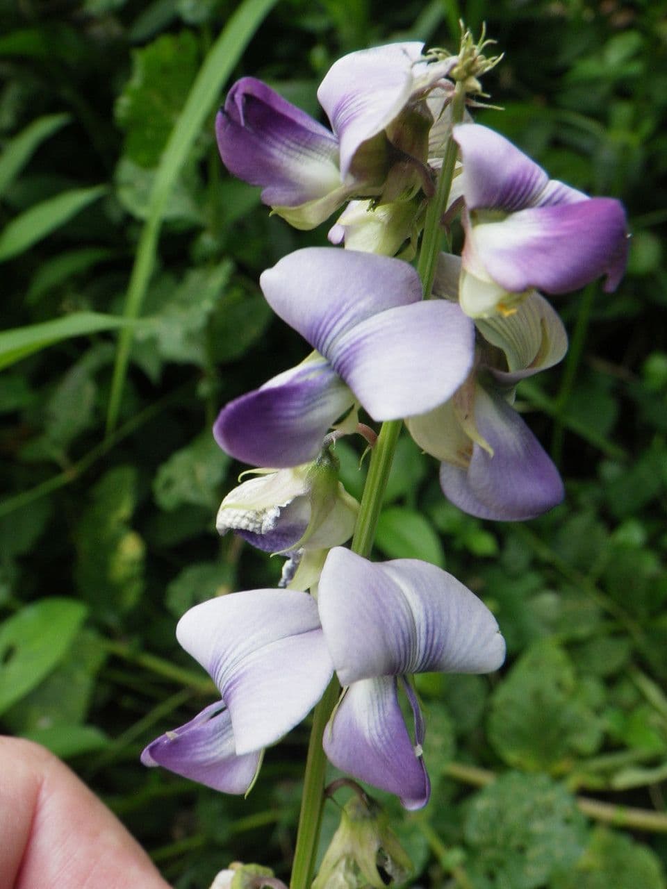 Crotalaria verrucosa 7