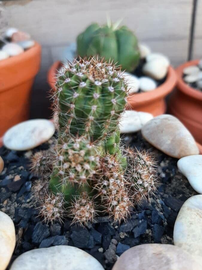 Echinocereus coccineus 24