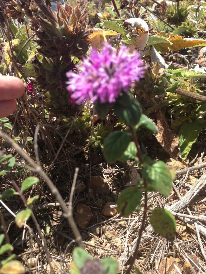 Monardella villosa 7