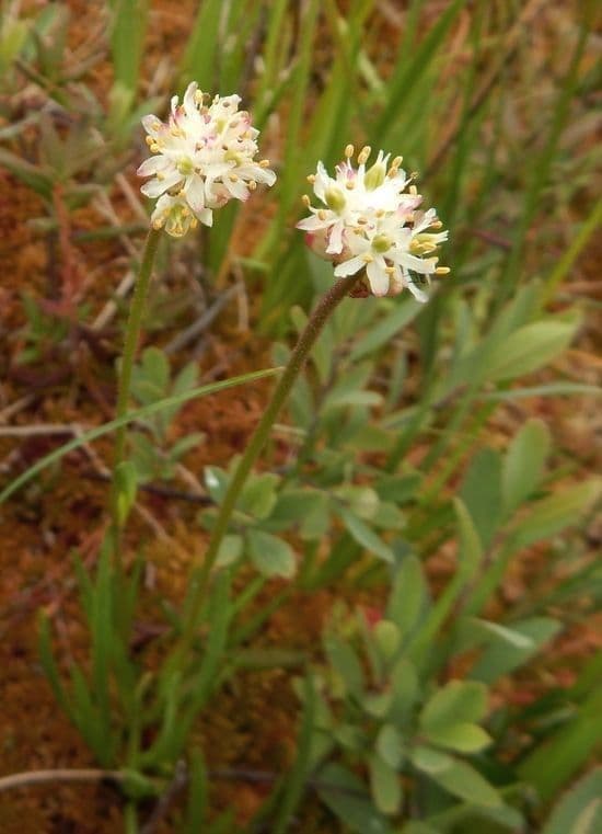 Asperula lepivá 2