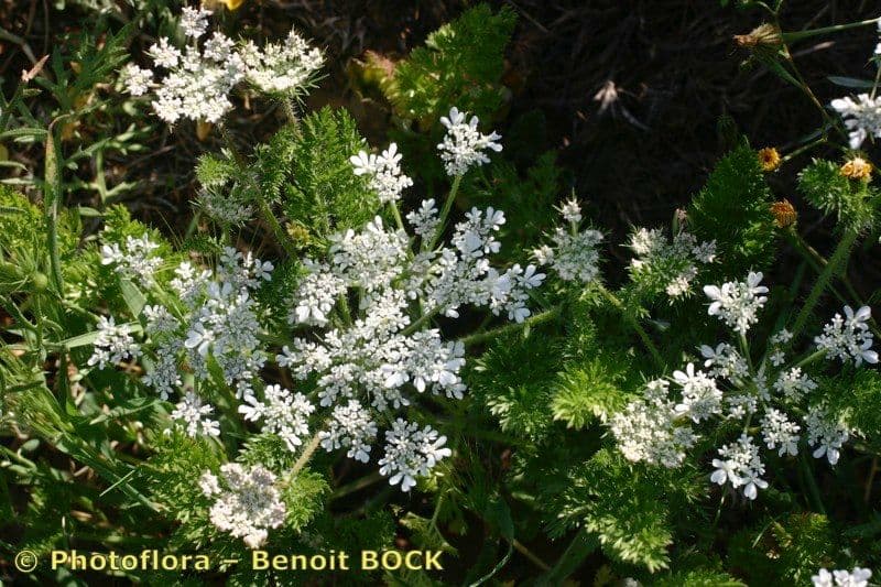 Carota selvatica irta 15