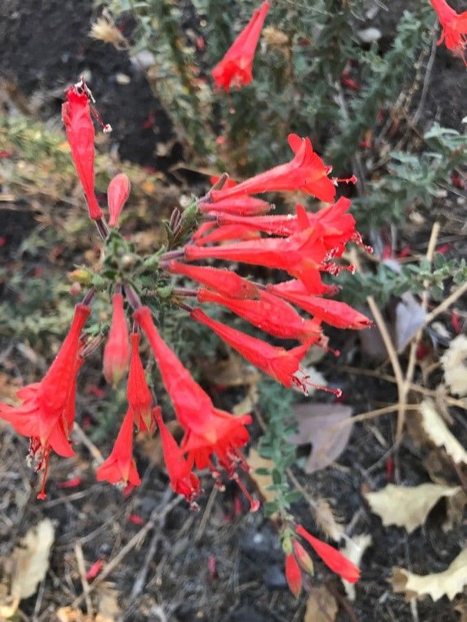 Bouvardia ternifolia 5