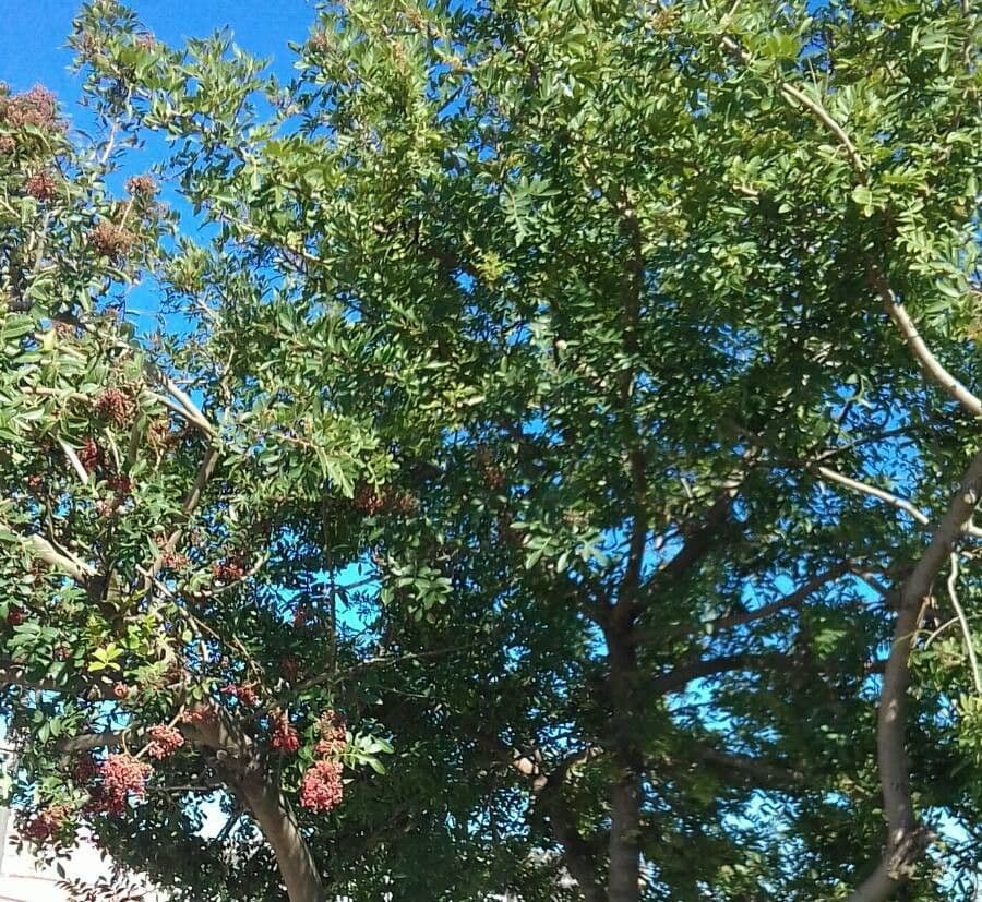 Brazilian peppertree 20