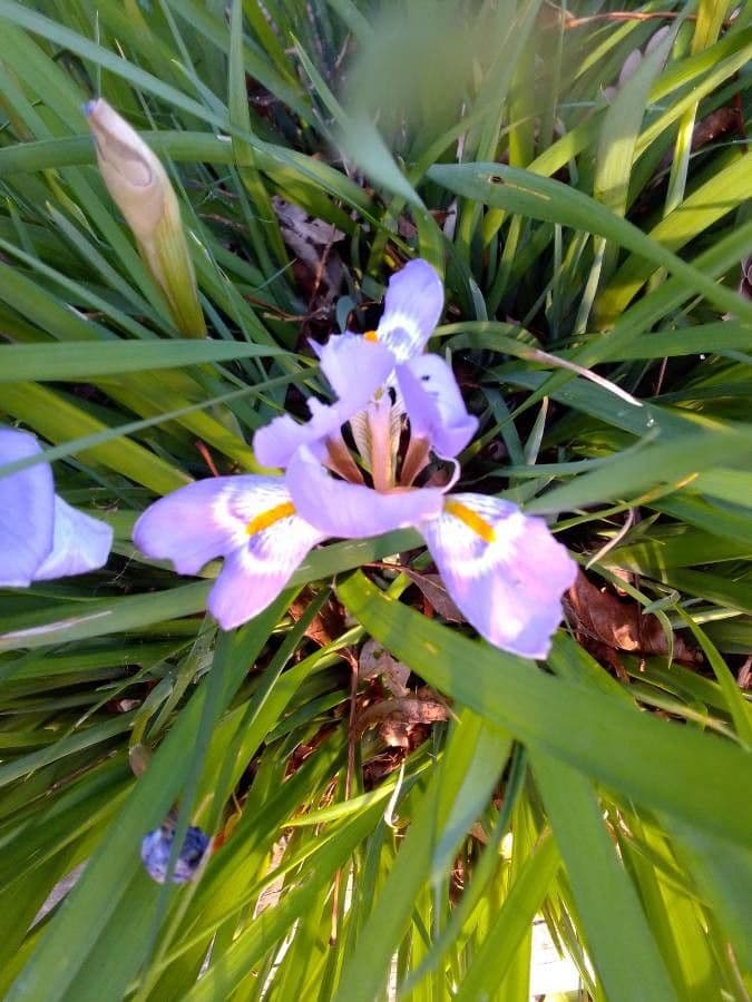 Iris 16