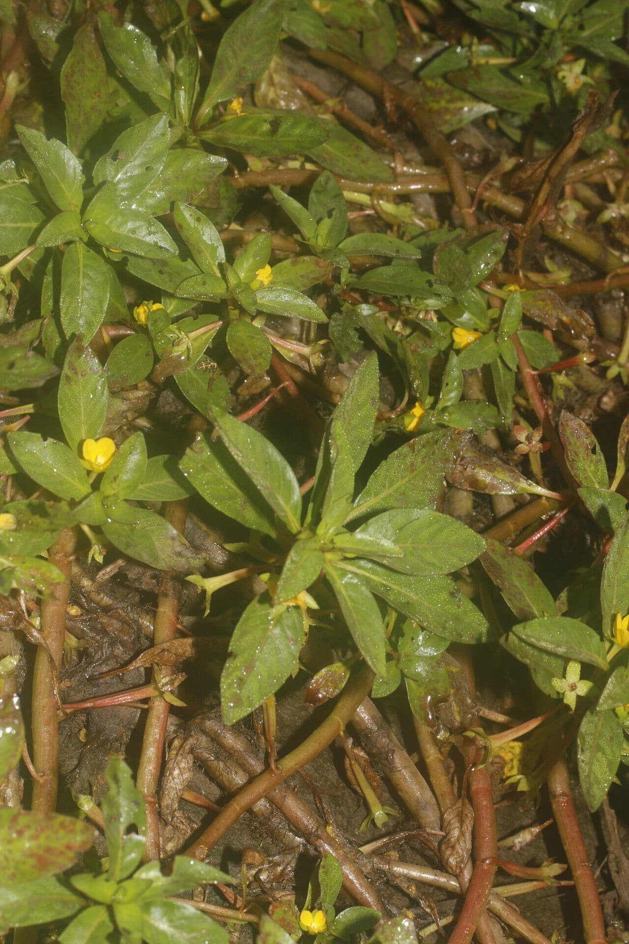 Ludwigia 6