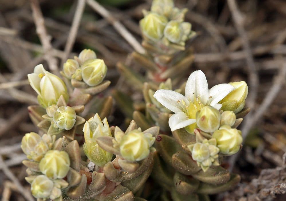 Dudleya 4