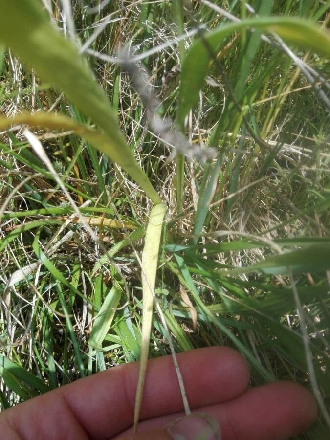 Orchide cimicina 18