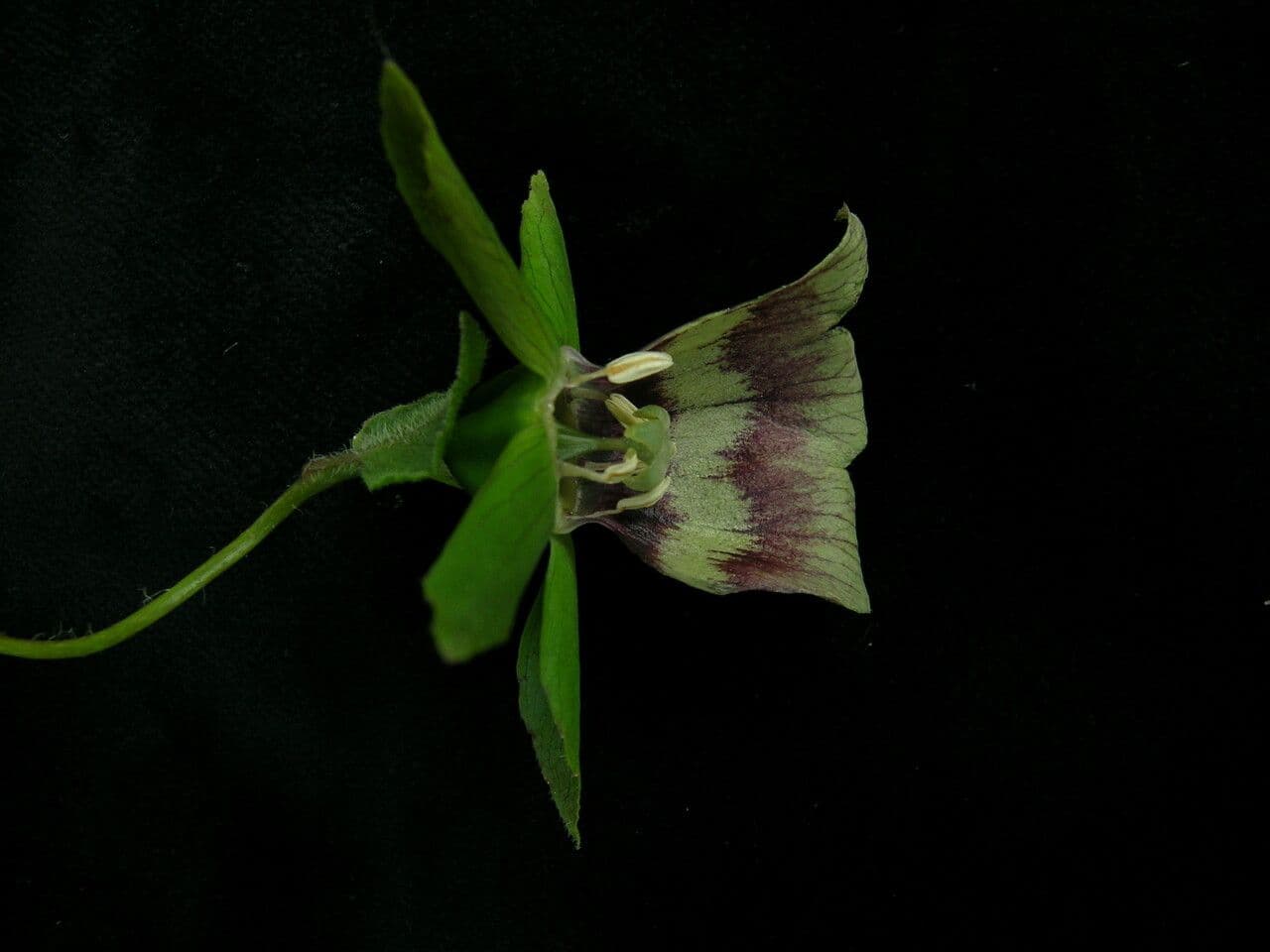 Codonopsis 5