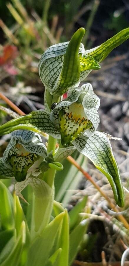 Chloraea 3