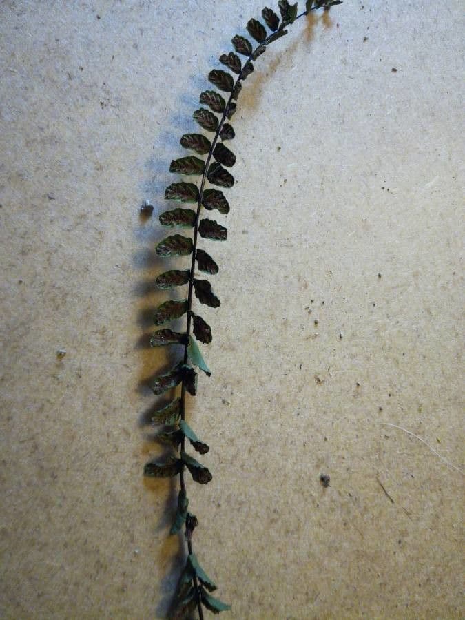 Asplenium praemorsum 2