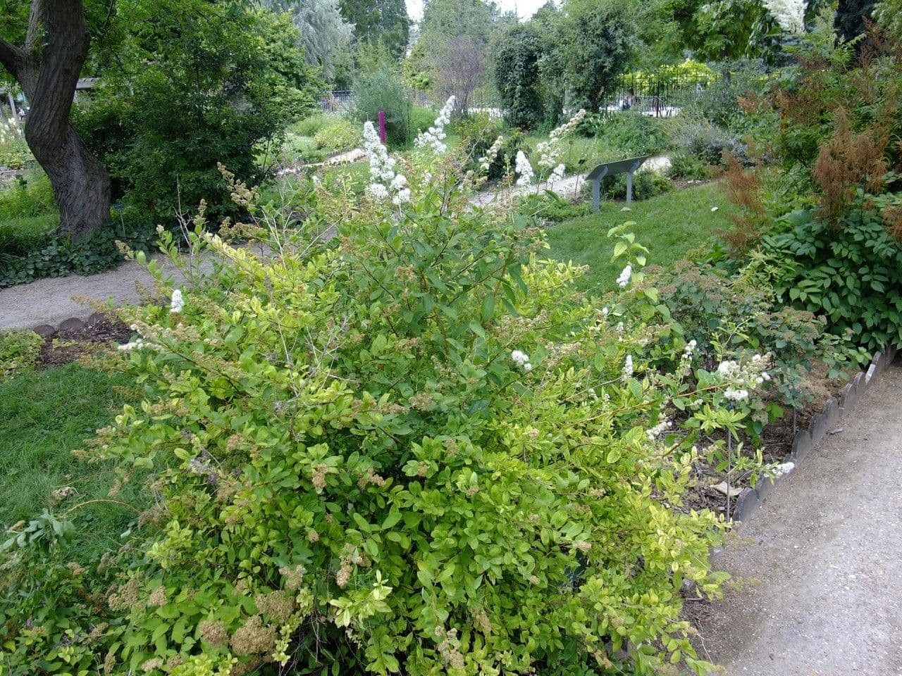Spirea bianca 12
