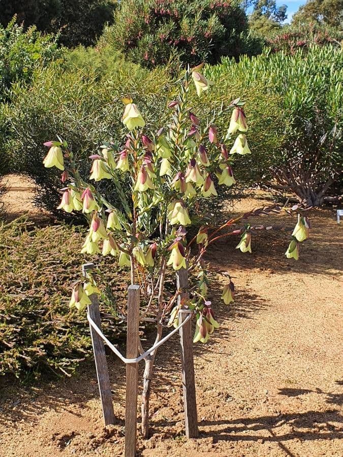 Pimelea 5