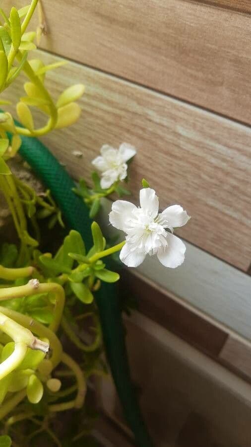 Brahmi
