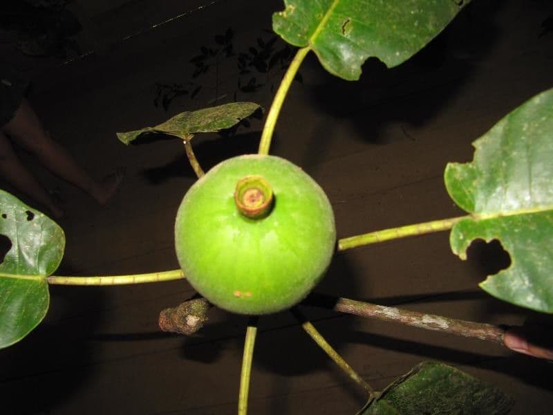 Duroia