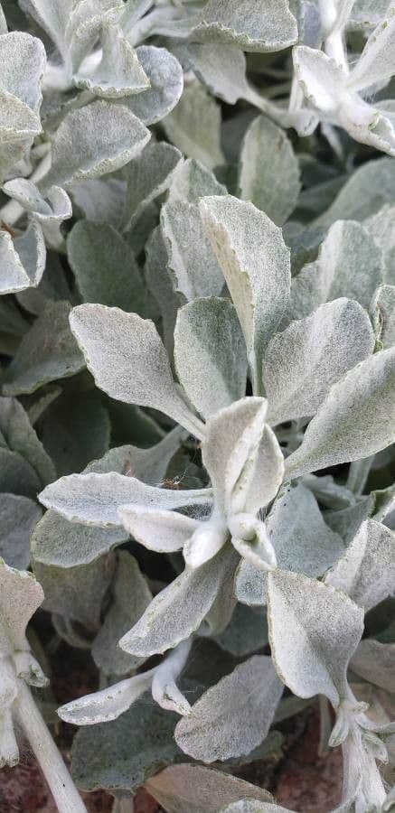 Sand-Aster 6