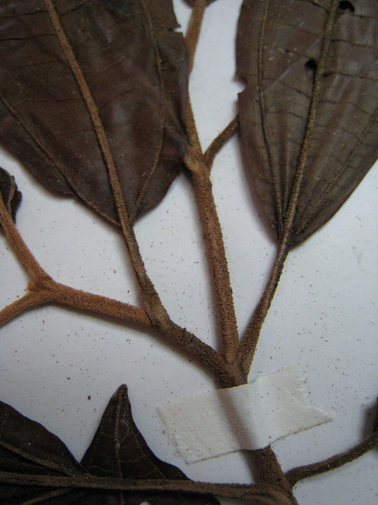 Miconia 5