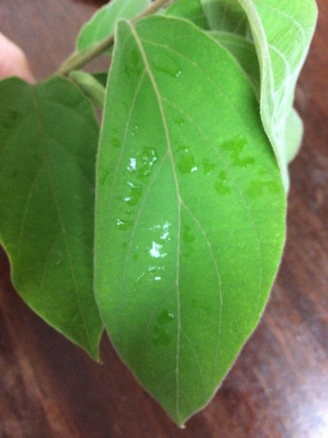 Congea tomentosa 14