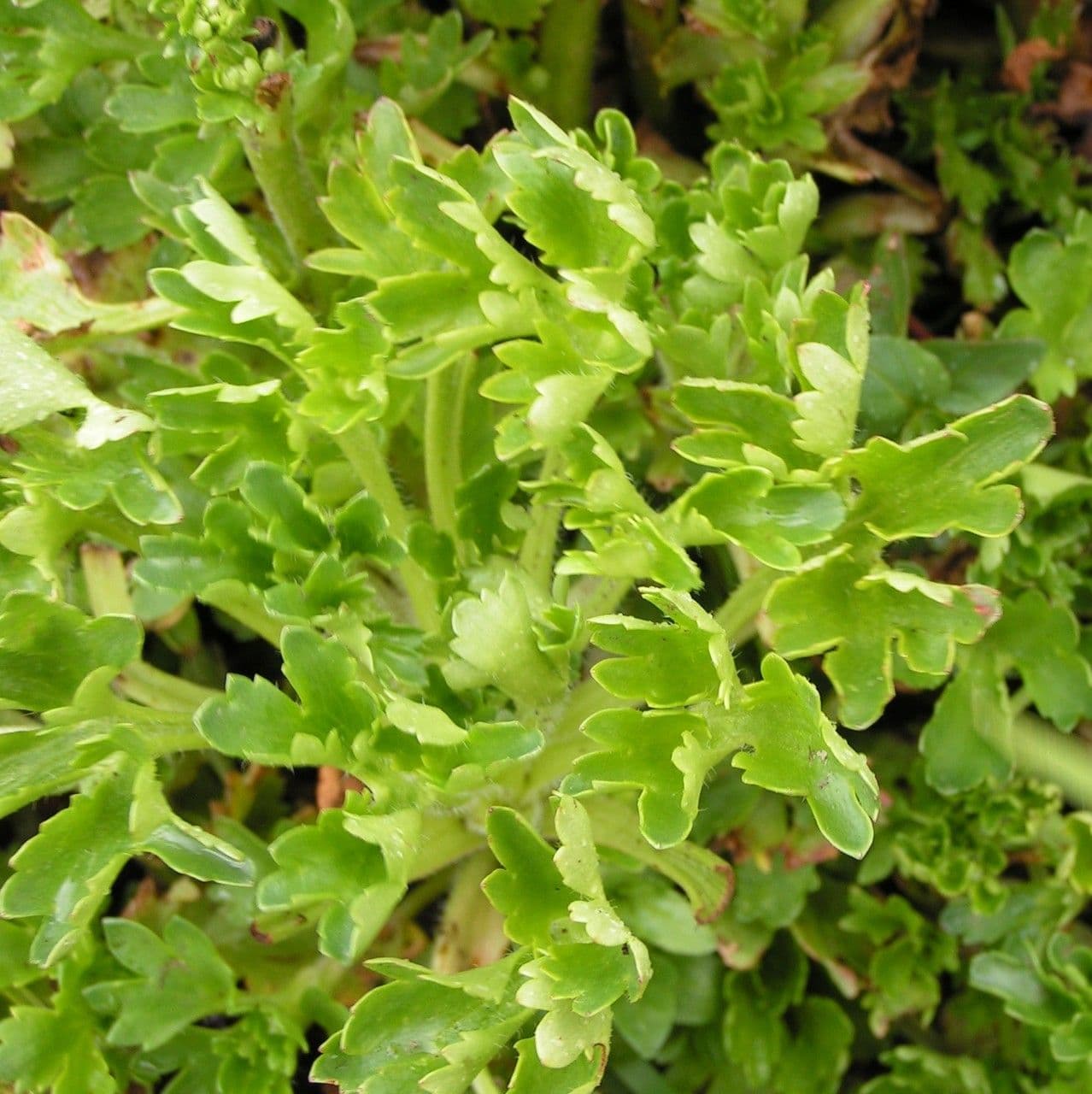 Saxifraga 16