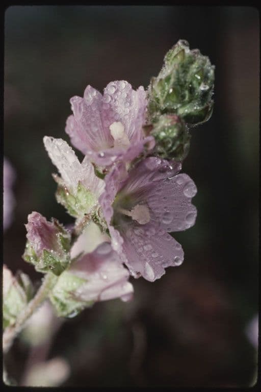 Sidalcea 5