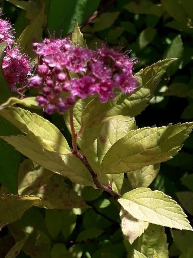 Spirea del Giappone 26