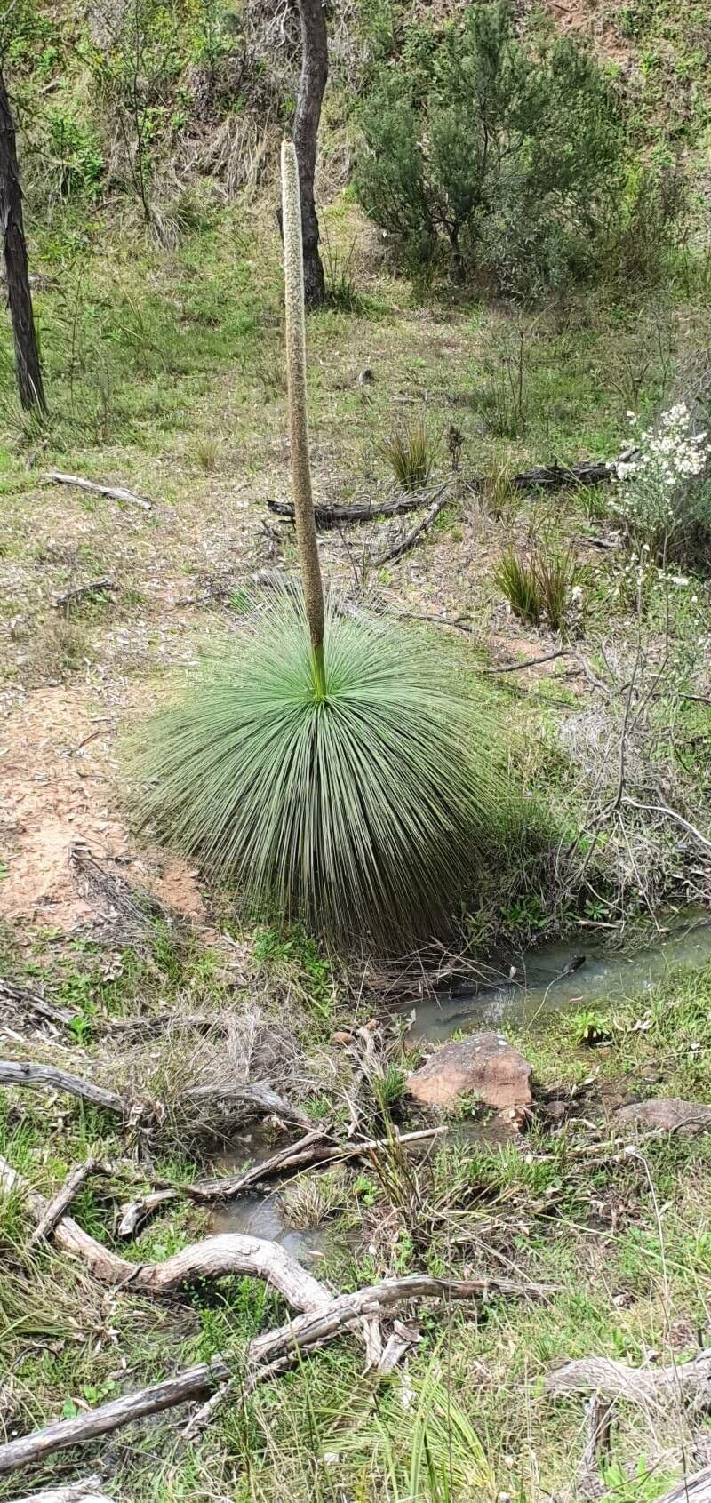 Xanthorrhoea 13