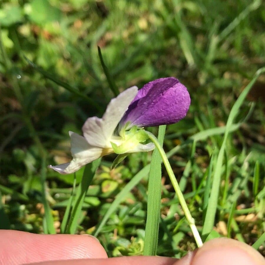 Wildes Stiefmütterchen 26