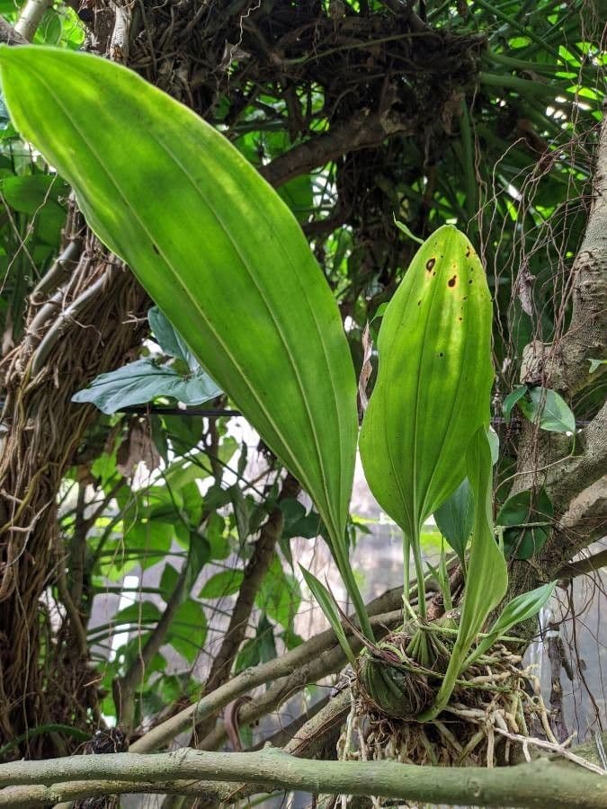 Stanhopea 11
