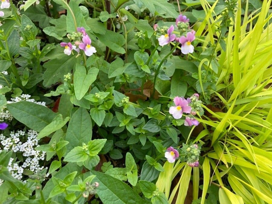 Linaria marocchina 10