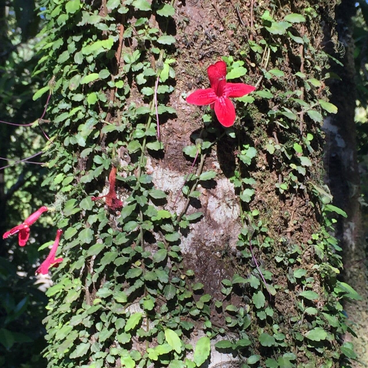 Asteranthera 11