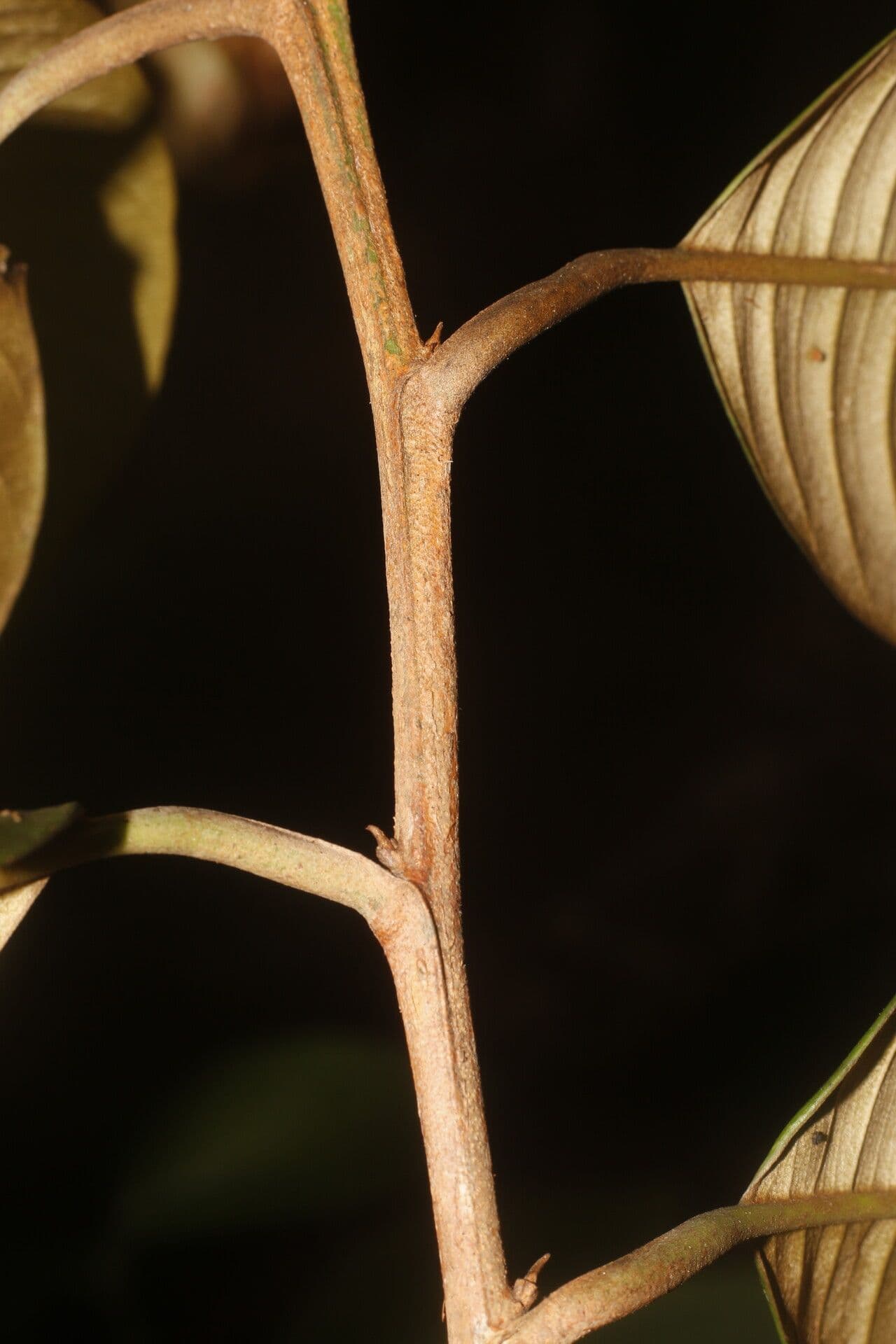 Micropholis 8