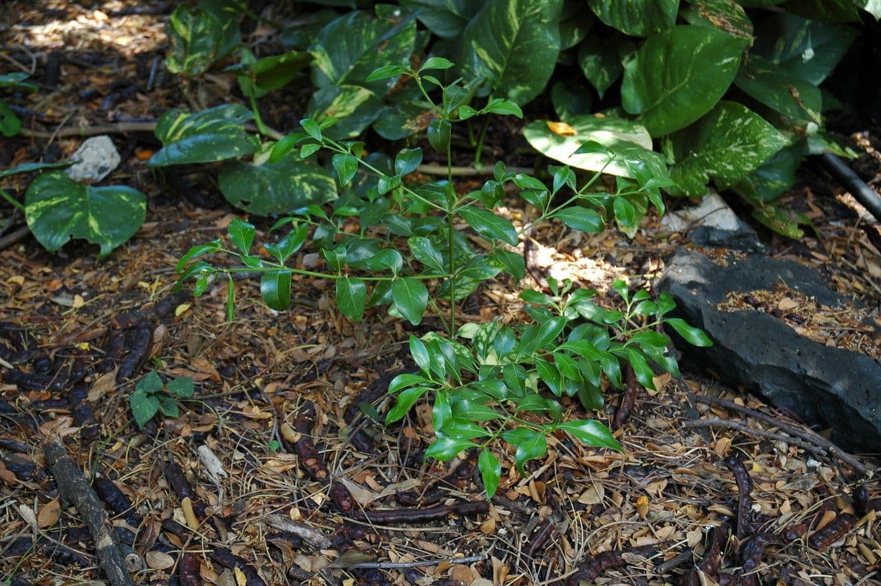 Psydrax odorata 3