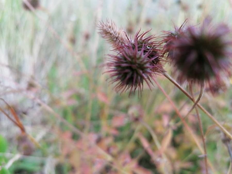 Xanthorhiza