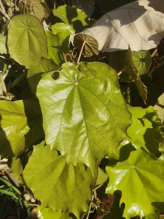 Pterospermum 12