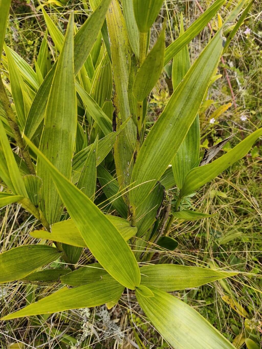 Elleanthus 4