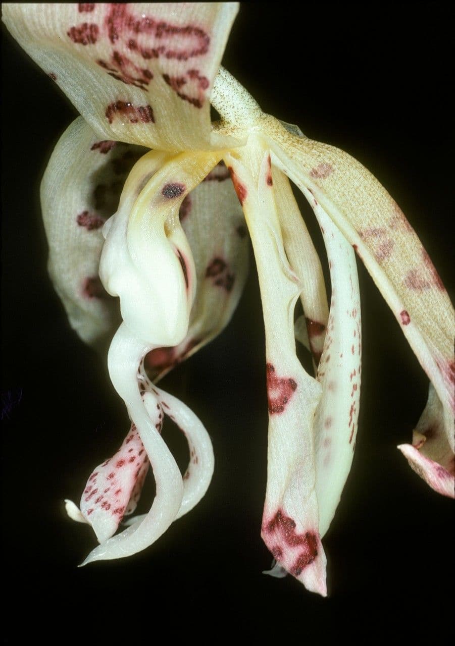 Stanhopea 4