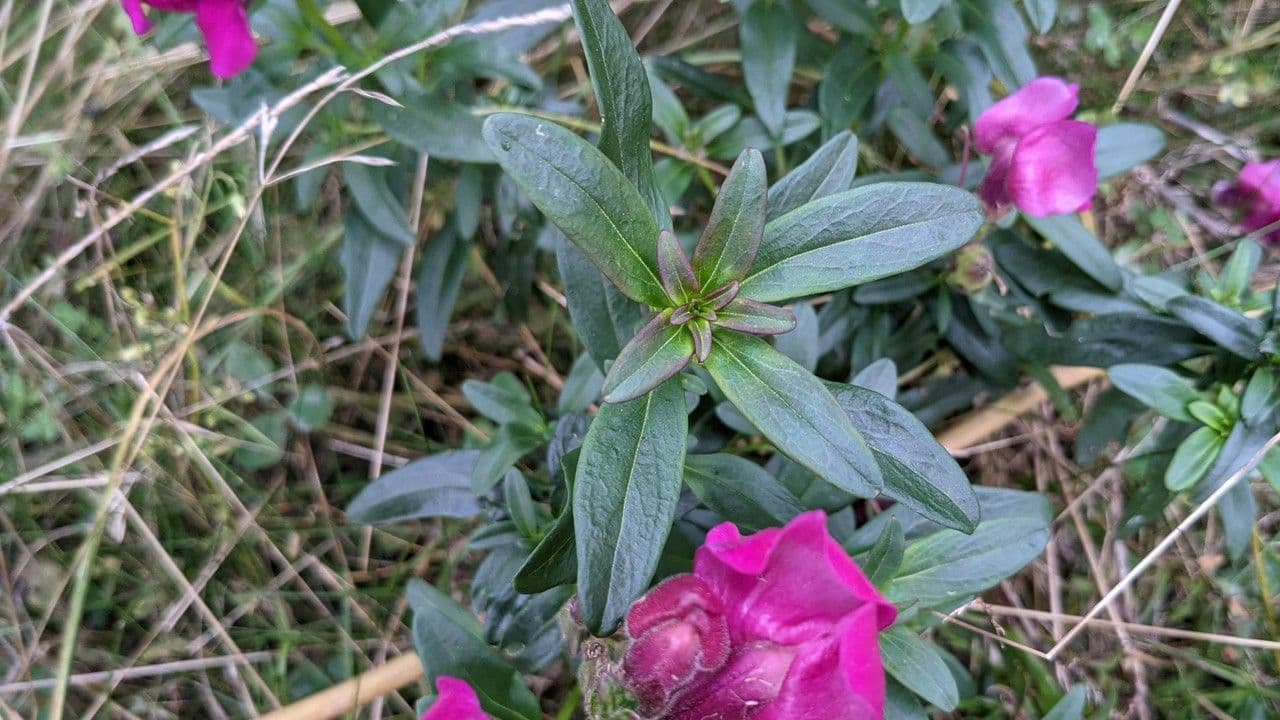 Bocca di leone comune 16