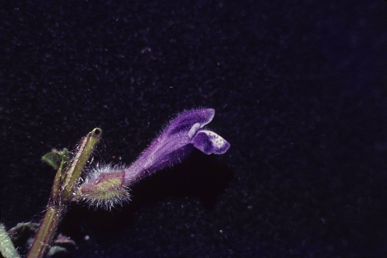 Scutellaria tuberosa 4