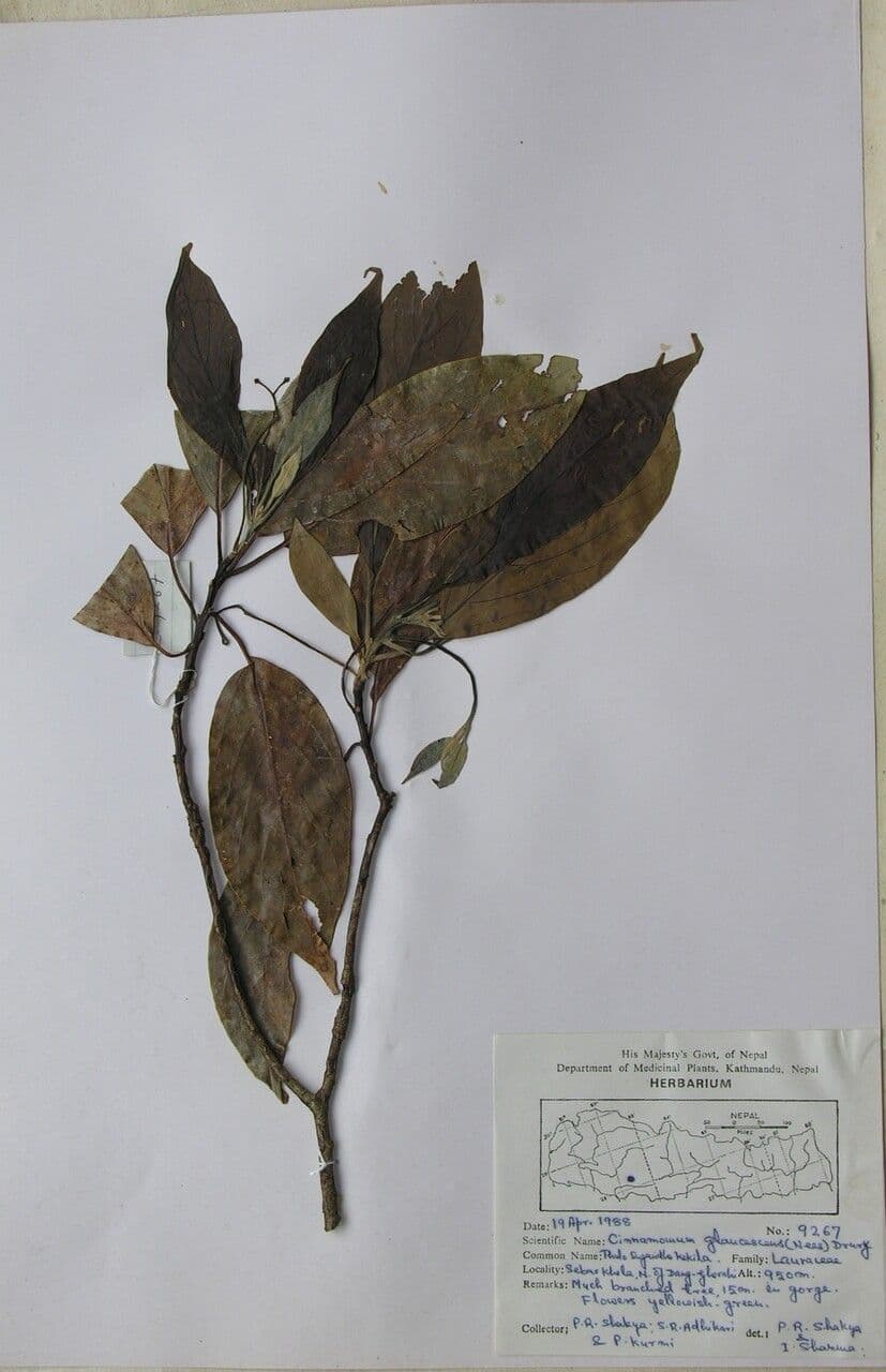 Cannella 3