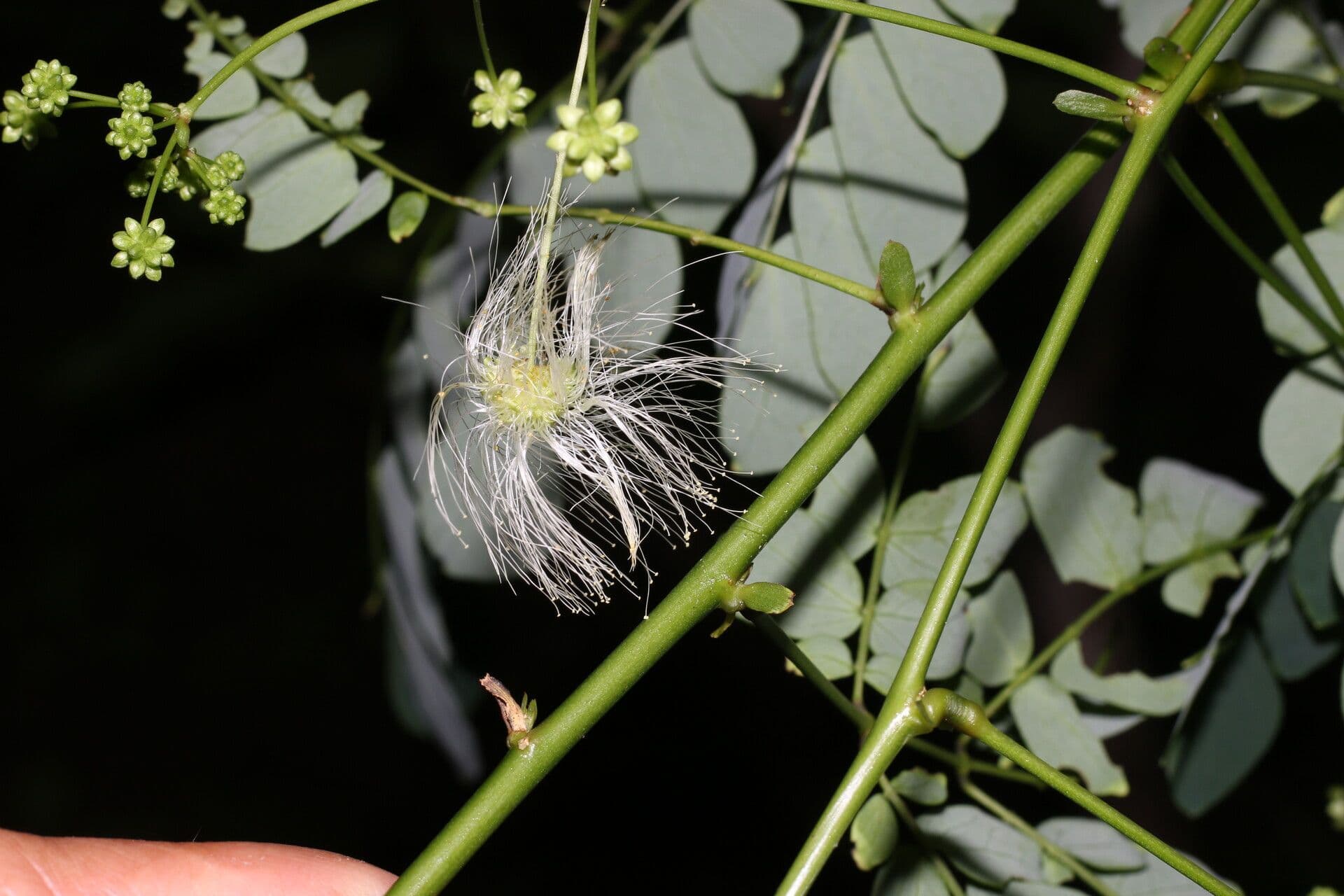 Schott's stickpea 4