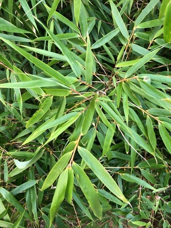 Schmuck-Eukalyptus 4