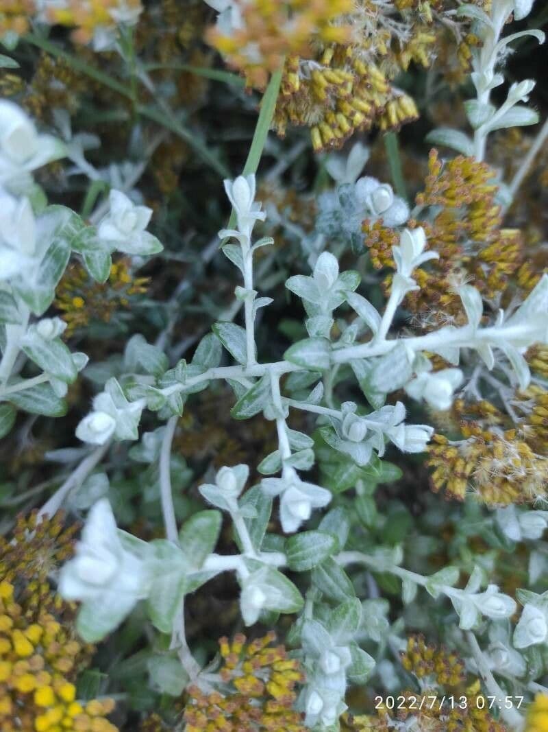 Doldiger Strohblume 9