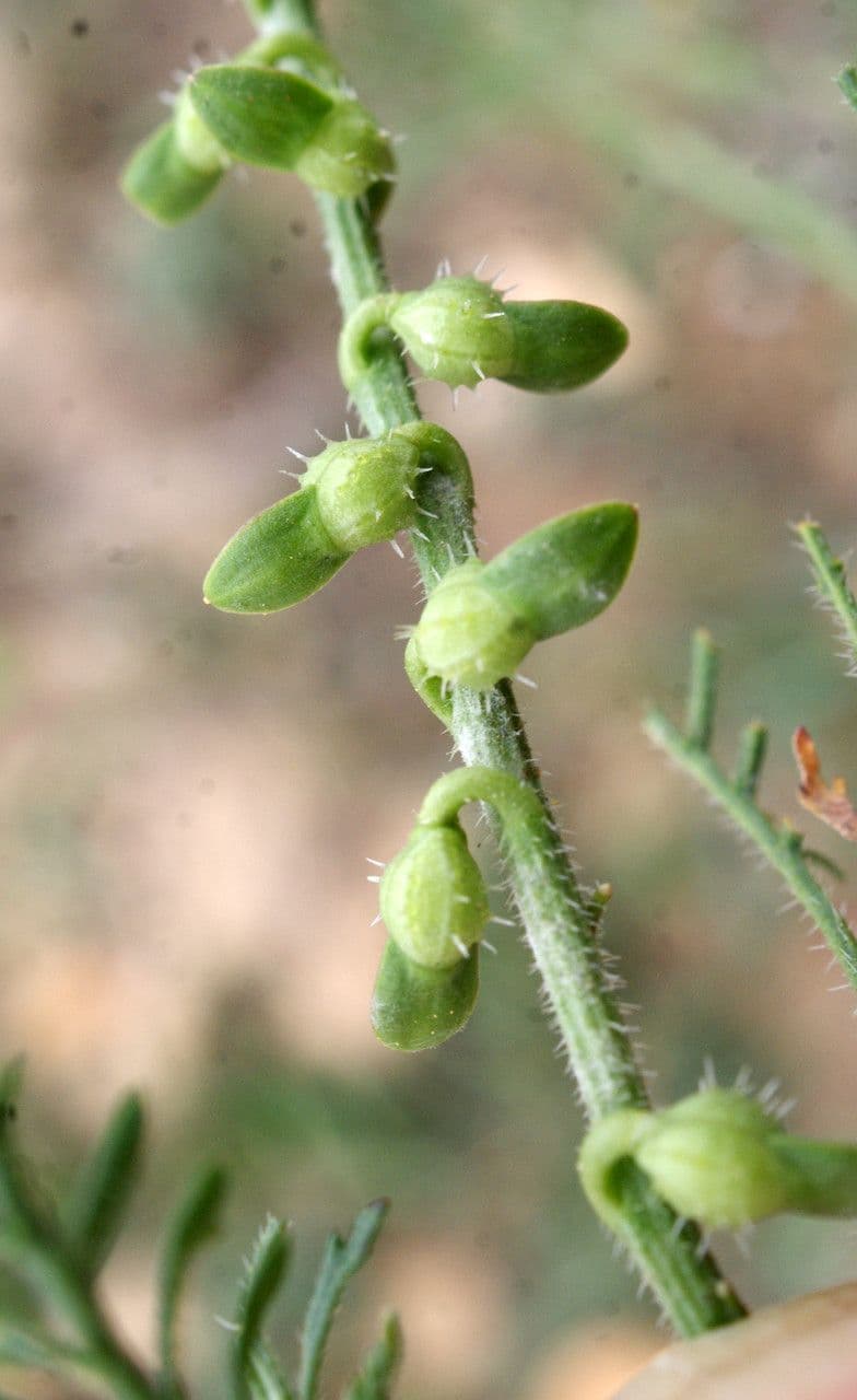 Löffelkohl 2