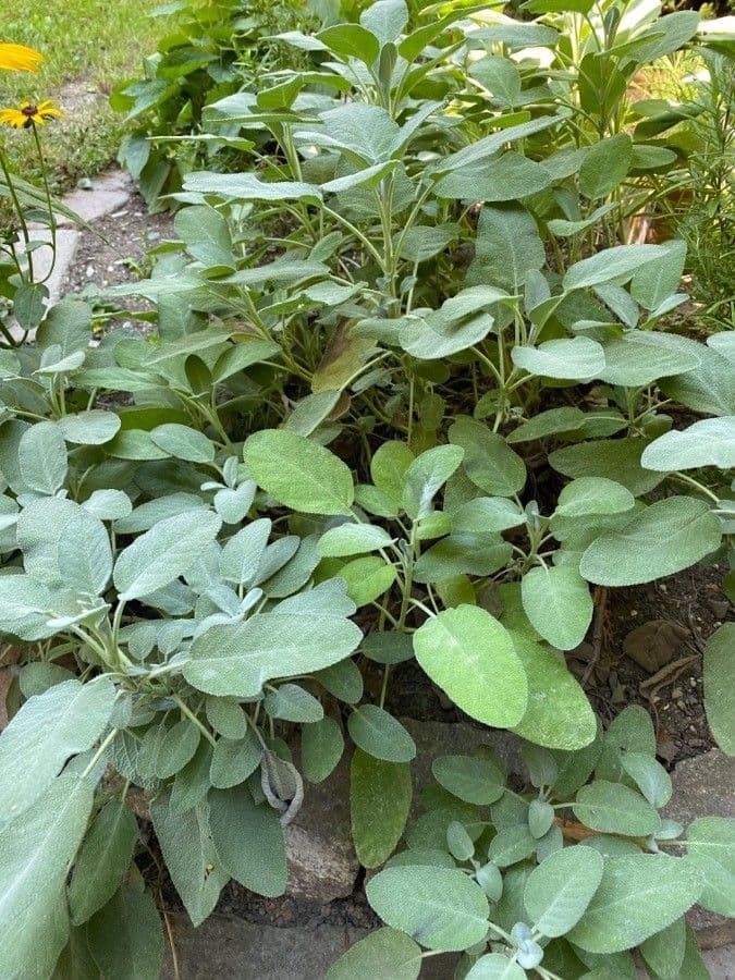 Šalvia lekárska 11