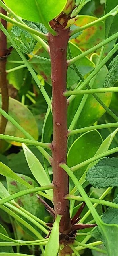 Protea carciofoide 21