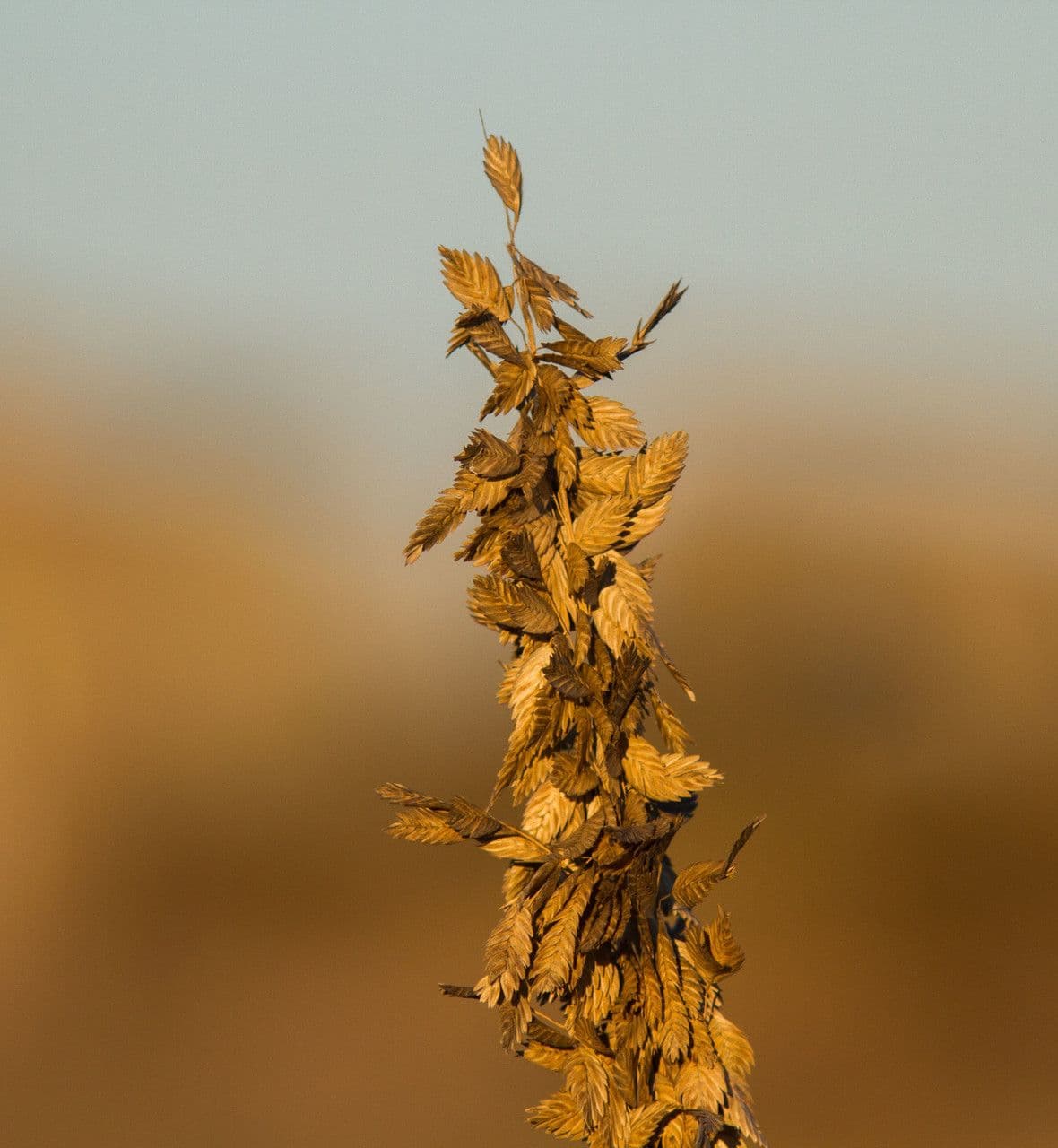 Avena marittima 2