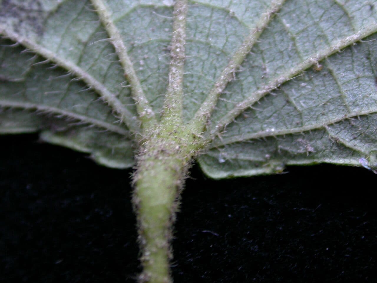 Triumfetta rhomboidea 21