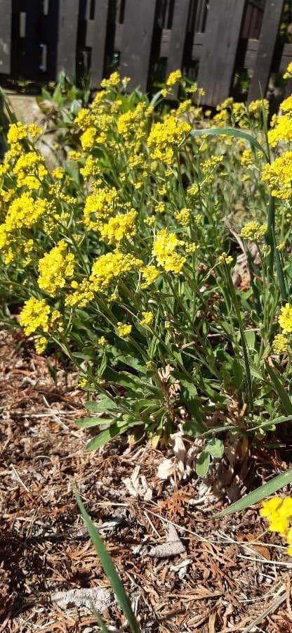 Aurinia saxatilis 14