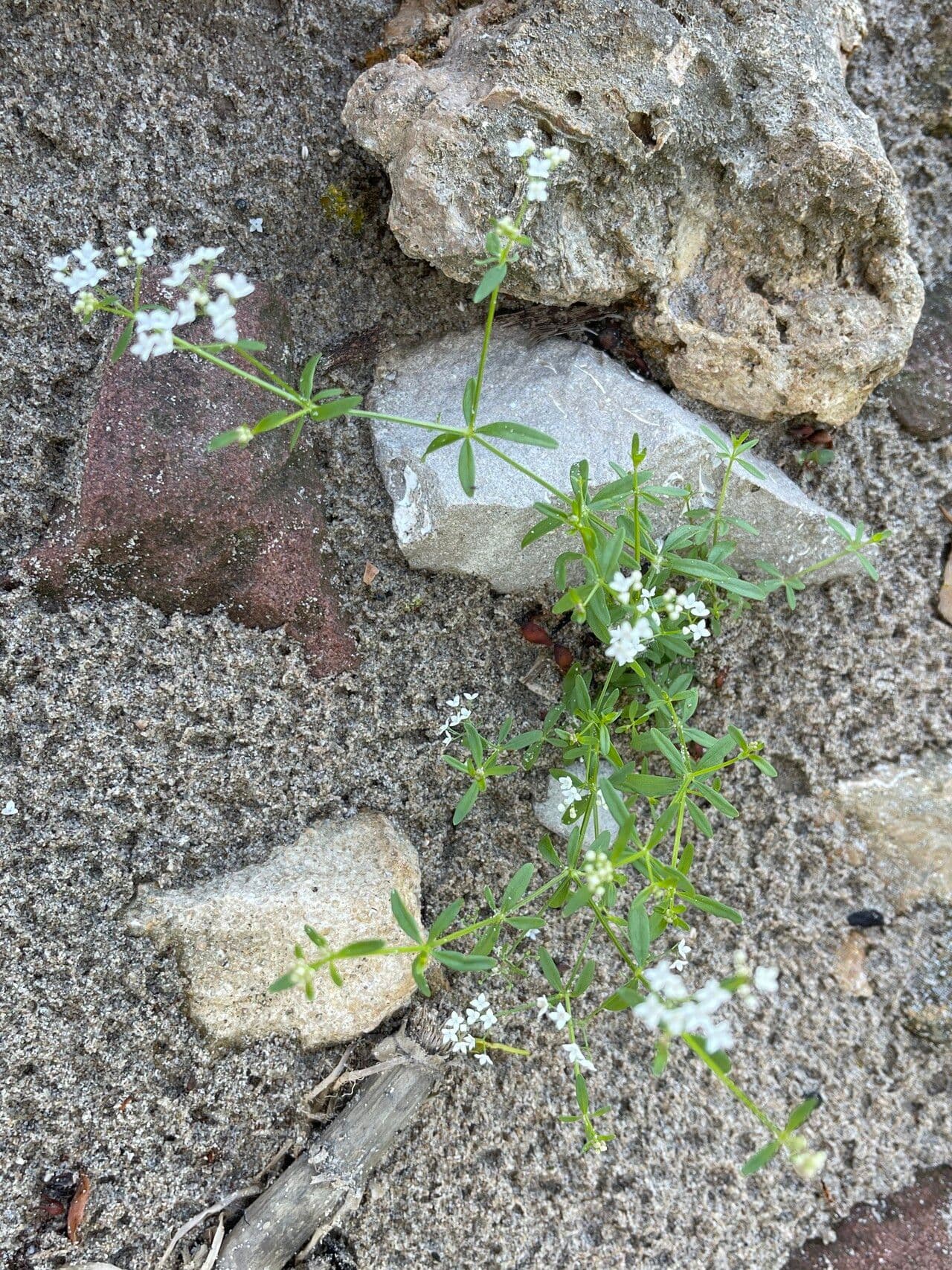 Caglio allungato 2