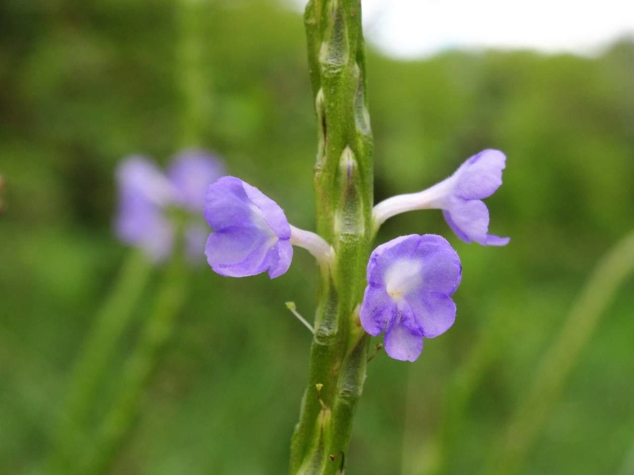 Stachytarpheta jamajská 23