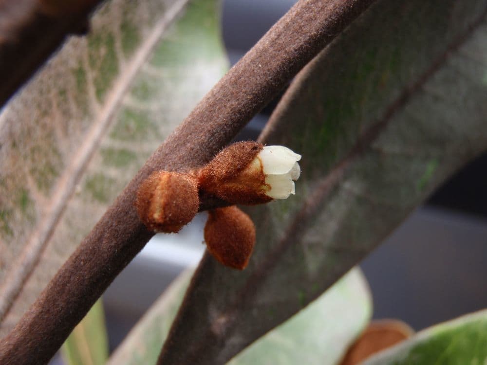 Planchonella